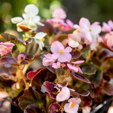 This is not your typical annual geranium that fills so don't use your shady garden as an excuse not to have flowers in bloom all summer long. 11 Great Shade Plants For Container Gardens