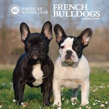 New and used items, cars, real estate, jobs, services we have a litter of beautiful french bulldog puppies, males and females available and ready to go. Amazon In Buy French Bulldogs American Kennel Club 2018 Wall Calendar Book Online At Low Prices In India French Bulldogs American Kennel Club 2018 Wall Calendar Reviews Ratings