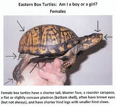 Box Turtle Gender Turtle Habitat Eastern Box Turtle