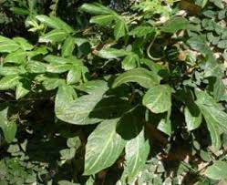 Image result for Diplocyclos