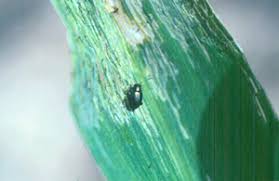 2) percentage of maize weevil. Corn Flea Beetles Pests Corn Integrated Pest Management Ipm Field Crops Purdue University