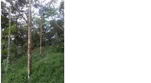 Image result for Vernonia congolensis