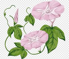 135 cm x 85 cm oil on kanvas lukisan bertekstur ( lukisan timbul ). Morning Glory Field Bindweed Drawing Corak Lukisan Cat Air Bermacam Macam Png Pngegg