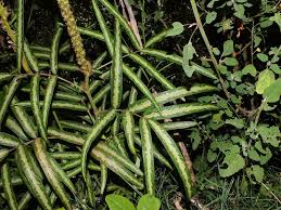 Image result for Uraria picta