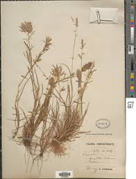 Image result for Eragrostis patens