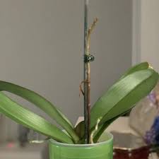 Trasmette umiltà e modestia, bellezza e. Le Domande All Esperto Su Orchidea Phalaenopsis