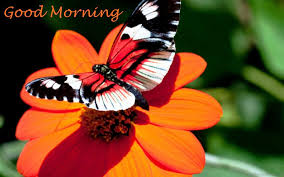 Maybe you would like to learn more about one of these? 28 Good Morning With Butterfly Quotes