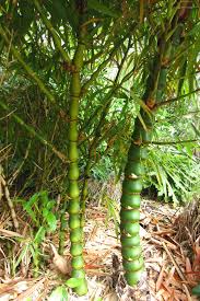 Image result for Bambusa vulgaris