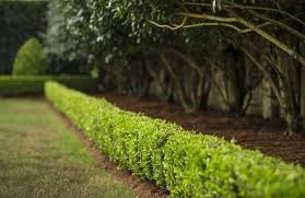 In this video i'll explain some considerations when choosing plants for a privacy hedge, and show my full process for starting mine. How To Plant Some Privacy 4 Tips For Growing A Hedge Home Garden Nola Com