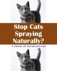 When a cat sprays, it can put everyone in crisis mode and it can put the cat at risk of being relinquished to the shelter, given away or sadly, even euthanized. 3 Worthy Clever Hacks Spray For Flees On Cats Cat Spray Guns Reviews Do Male Or Female Cats Spray More Cat Spraying Up Wall Bed Bug Spray Safe For Cats