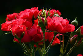 Check spelling or type a new query. Kumpulan Animasi Bunga Mawar Bergerak Cikimm Com