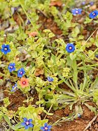 Image result for Anagallis barbata