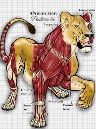 Maybe you would like to learn more about one of these? Big Cats Lioness Anatomy By Devinnath On Deviantart