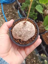 Image result for Raphionacme globosa