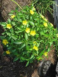 Yellow buckeyes are trees that bloom from mid to late spring with green and yellow flowers that give way to brown buckeye capsules. Plant Identification Closed Green Shrub With Yellow Flowers 1 By Camsi