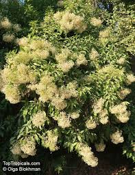 Image result for Nuxia