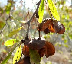 Image result for Gymnosporia buxifolia