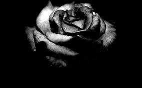 Black And White Rose Wallpaper Hd Flowers Wallpaper Archives Wallpaperlepi Black And White Flowers Black Rose Flower Black Rose