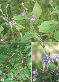 Image result for Achyrospermum ciliatum