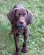 German Shorthaired Pointer Colors