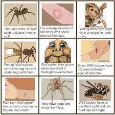 Skin Lesions Parental Care Bites And Glooming Eyes Wolf Spider Spider Cartoon Excited Animals