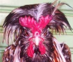 Informasi Harga Ayam Poland Januari 2021