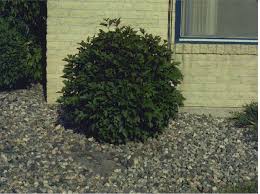 'bailey compact' american cranberry bush. Bailey Compact American Cranberrybush Redwood Falls Nursery