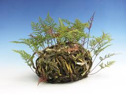 Davallia mariesii, the squirrel's foot fern, is a species of epiphytic fern native to japan and eastern asia. Bonsai Art Katzenpfotenfarn Hasenfussfarn Ballfarn