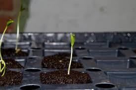 The germination stage of jalapeno pepper plants will likely take seven to fourteen days, fourteen being the upper limit. Jalapeno Peppers Food Source Information
