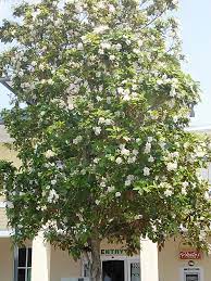 White flowering trees in south florida. Flowering Tree For South Florida The Shrub Queen
