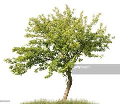 Apple Tree Cerca Con Google Pflanzen Photoshop Architektur