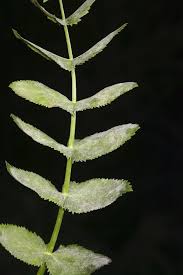 Image result for Berula erecta