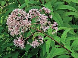 Image result for Oxyanthus pyriformis