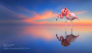 Flamingos By Nasserosman Flamingo Photo Texture Photography