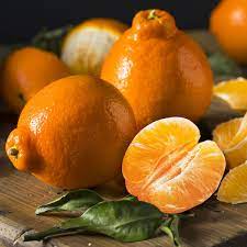 Florida S Most Prized Fruit The Honeybells Only Here In January Honeybell Oranges Florida Citrus Fruit