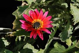 Image result for Arctotis hybrids