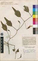 Image result for Ipomoea welwitschii