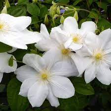 Check spelling or type a new query. Clematis Madame Le Coultre Telegraph Garden Shop