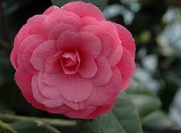Camellia April Kiss Shrubs Camellia Plants Flowers