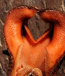 Image result for Hydnora