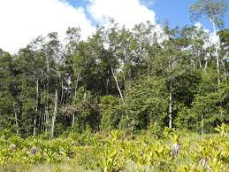 Image result for Dipterocarpaceae