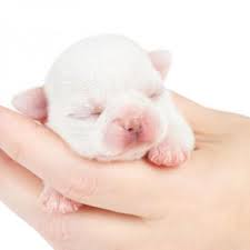 Cuando Abren Los Ojos Los Perros Recien Nacidos Descubrelo Aqui