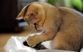 Free Download Gambar Gambar Kucing Foto Kucing Lucu Wallpaper Kucing Imut 1600x1000 For Your Desktop Mobile Tablet Explore 49 Gambar Wallpaper Lucu Gambar Wallpaper Lucu Gambar Wallpaper Islam Gambar Wallpaper Cantik