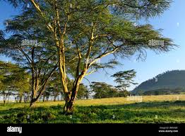 Image result for Acacia xanthophloea