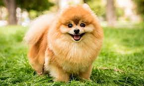 Pomeranians are ideal dogs for families with children. Pomerianian Dog Breed Characteristics Care Photos Bechewy
