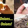 How to grow scallions in water. Https Encrypted Tbn0 Gstatic Com Images Q Tbn And9gctxqhwsssnxhwvfkuxu Z7usgefjoytxhlelscswzfqnmccik Z Usqp Cau
