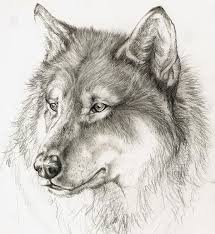 Wolf By Xchelseax92 On Deviantart Wolf Drawing Wolf Sketch Animal Drawings