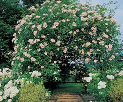Palisser Un Rosier Grimpant Sur Un Support Roses Guillot
