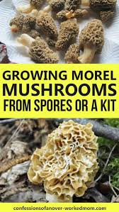 In the case of some mushrooms, like morels, it may even take years! Growing Morel Mushrooms From Spores Or A Morel Kit