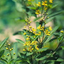 We did not find results for: Bulk Yellow Sweet Clover Seeds Melilotus Officinalis